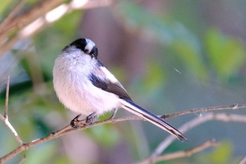 Long-tailed Tit 東京都 Sat, 2/6/2021