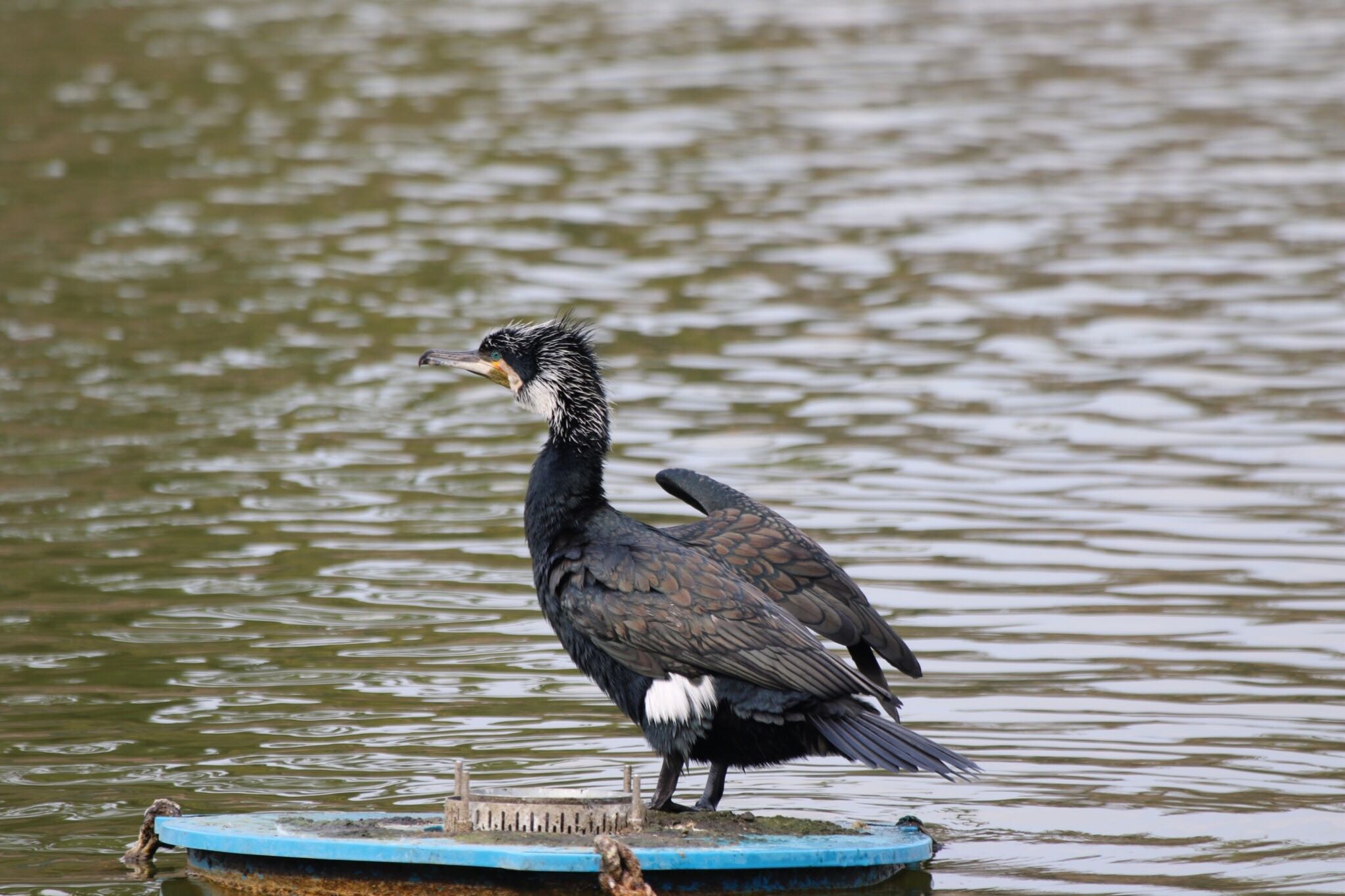 Photo of Great Cormorant at 弁天池公園(大阪府門真市) by もりお