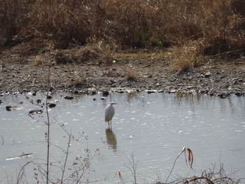 Great Egret 浅川 (八王子) Mon, 2/8/2021