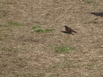 Dusky Thrush 浅川 (八王子) Mon, 2/8/2021