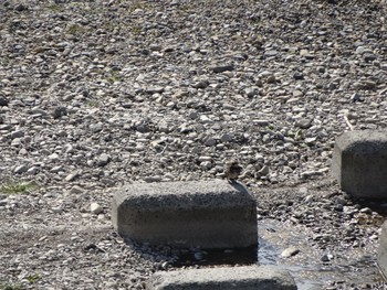 Dusky Thrush 浅川 (八王子) Mon, 2/8/2021