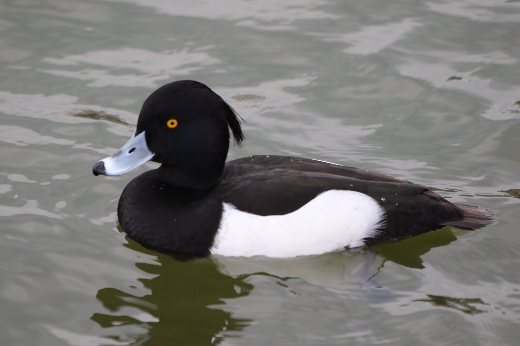 Photo of Tufted Duck at 弁天池公園(大阪府門真市) by もりお