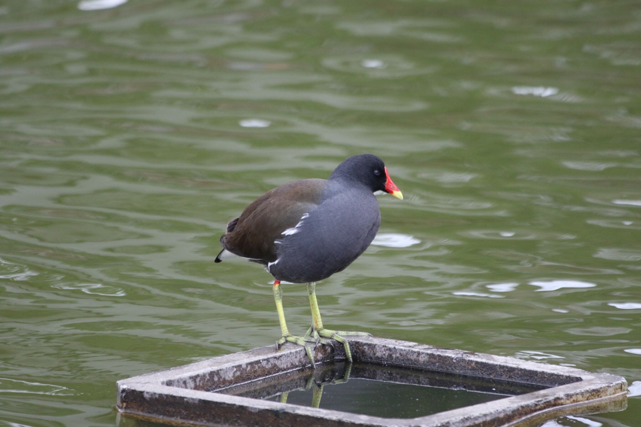 Photo of Common Moorhen at 弁天池公園(大阪府門真市) by もりお