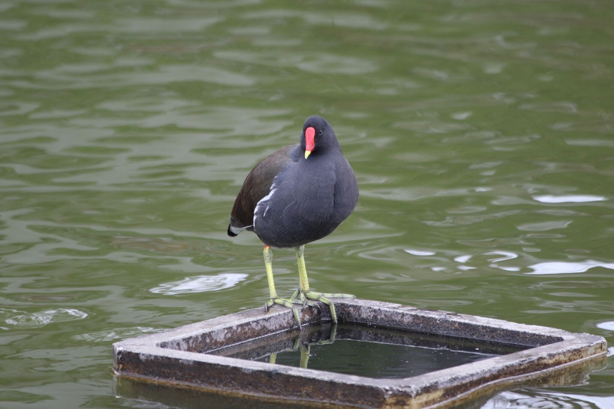 Photo of Common Moorhen at 弁天池公園(大阪府門真市) by もりお