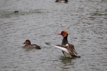 アカハシハジロ 弁天池公園(大阪府門真市) 2021年2月7日(日)