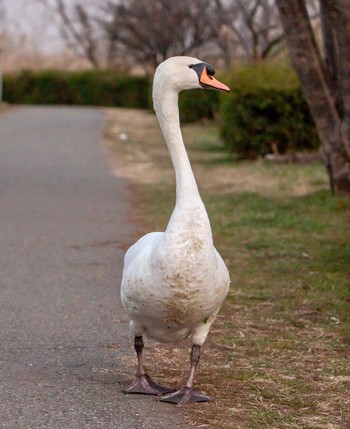 Mute Swan Teganuma Sun, 2/7/2021