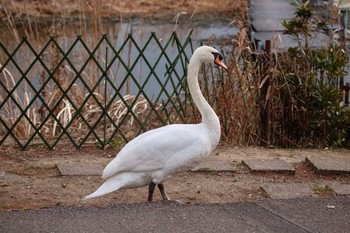 Mute Swan Teganuma Sun, 2/7/2021