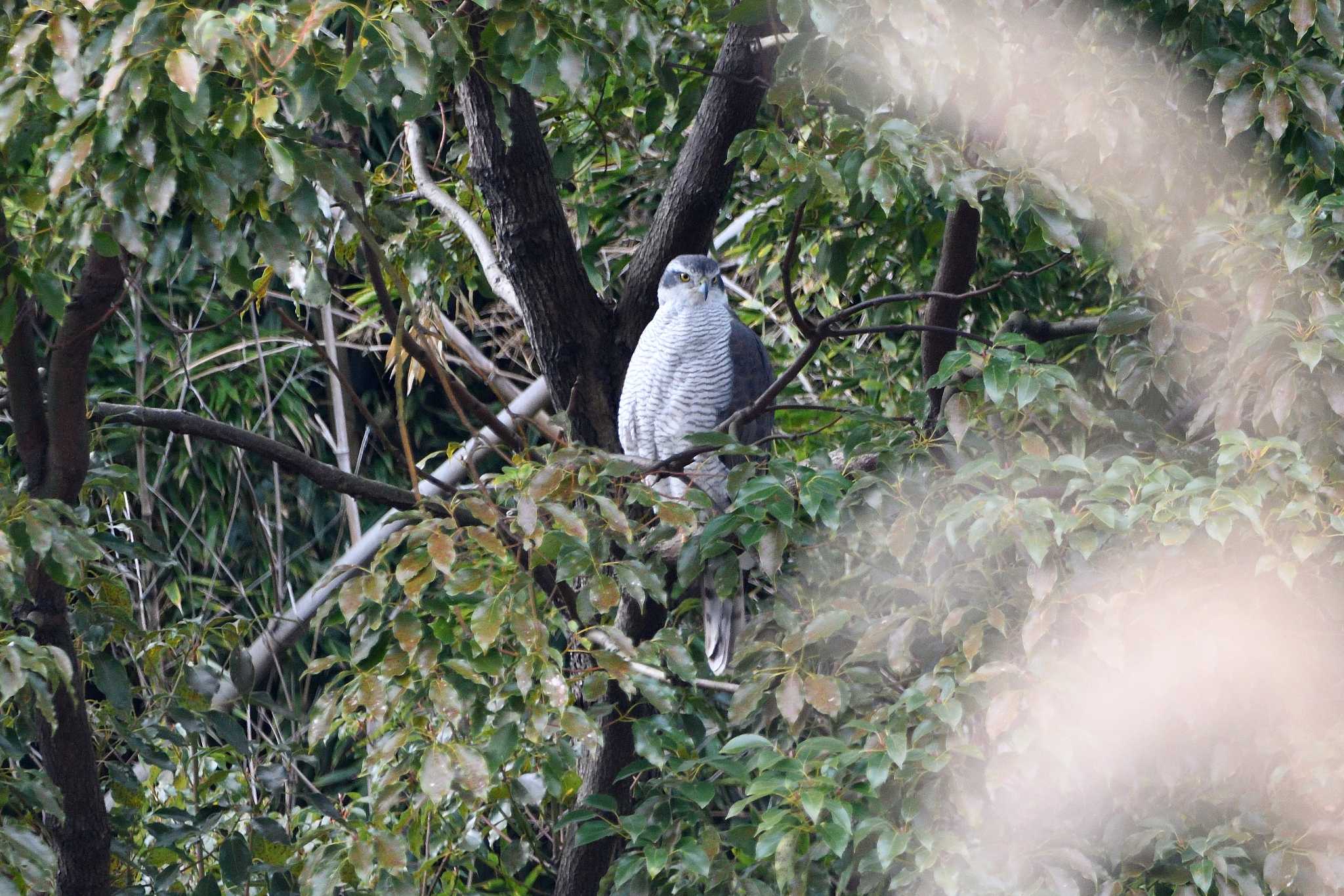 Eurasian Goshawk