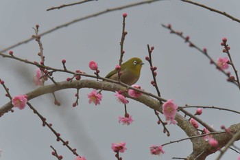 メジロ 滋賀県甲賀市甲南町創造の森 2021年2月8日(月)