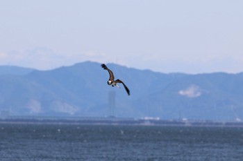 ミサゴ 愛知県蒲郡市 2016年12月25日(日)