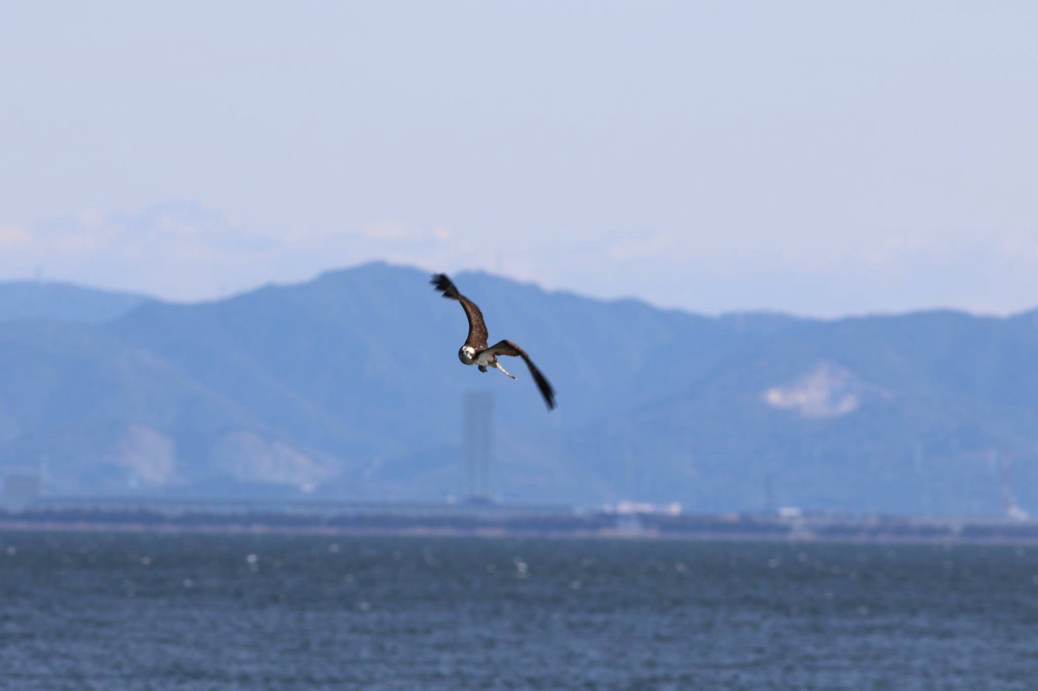 愛知県蒲郡市 ミサゴの写真 by 福島嵩之