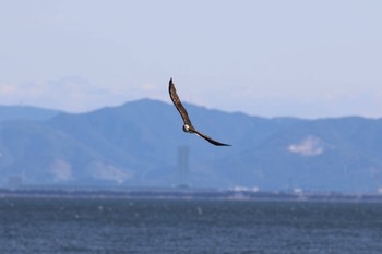 ミサゴ 愛知県蒲郡市 2016年12月25日(日)