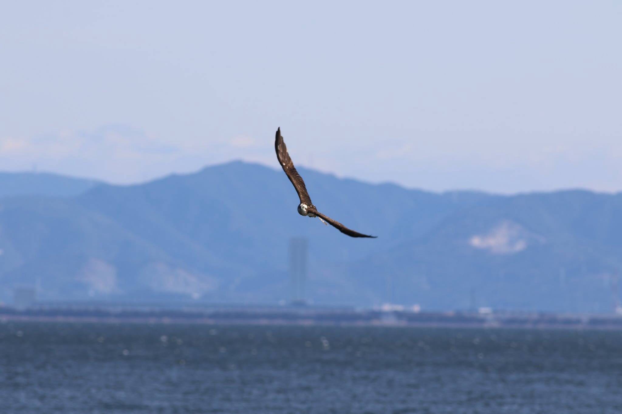 愛知県蒲郡市 ミサゴの写真 by 福島嵩之