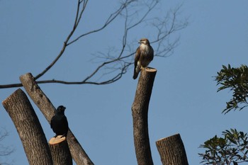 2021年2月5日(金) 皇居の野鳥観察記録