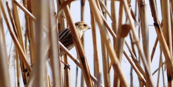 Common Reed Bunting Teganuma Sun, 2/7/2021