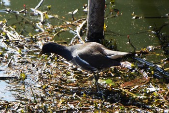 Common Moorhen Teganuma Sun, 2/7/2021