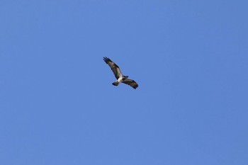 Osprey 愛知県蒲郡市 Sun, 12/25/2016