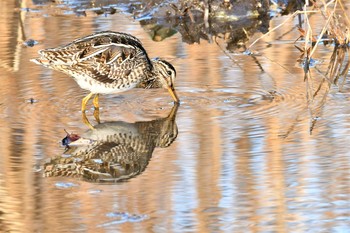 Common Snipe 多々良沼 Mon, 2/8/2021