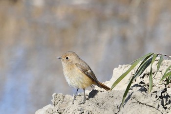 Daurian Redstart 多々良沼 Mon, 2/8/2021