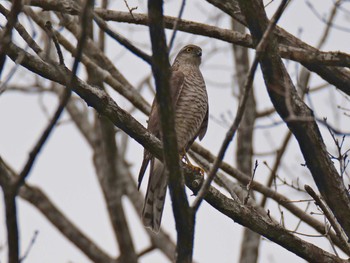 Sun, 2/7/2021 Birding report at やしろの森公園