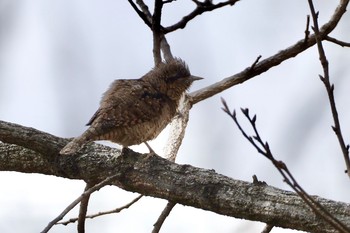 アリスイ 秋ヶ瀬公園付近 2021年2月8日(月)