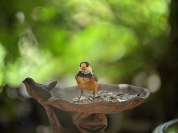 Varied Tit 佐倉 Thu, 9/10/2020