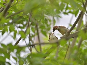 スズメ 佐倉 2020年6月14日(日)