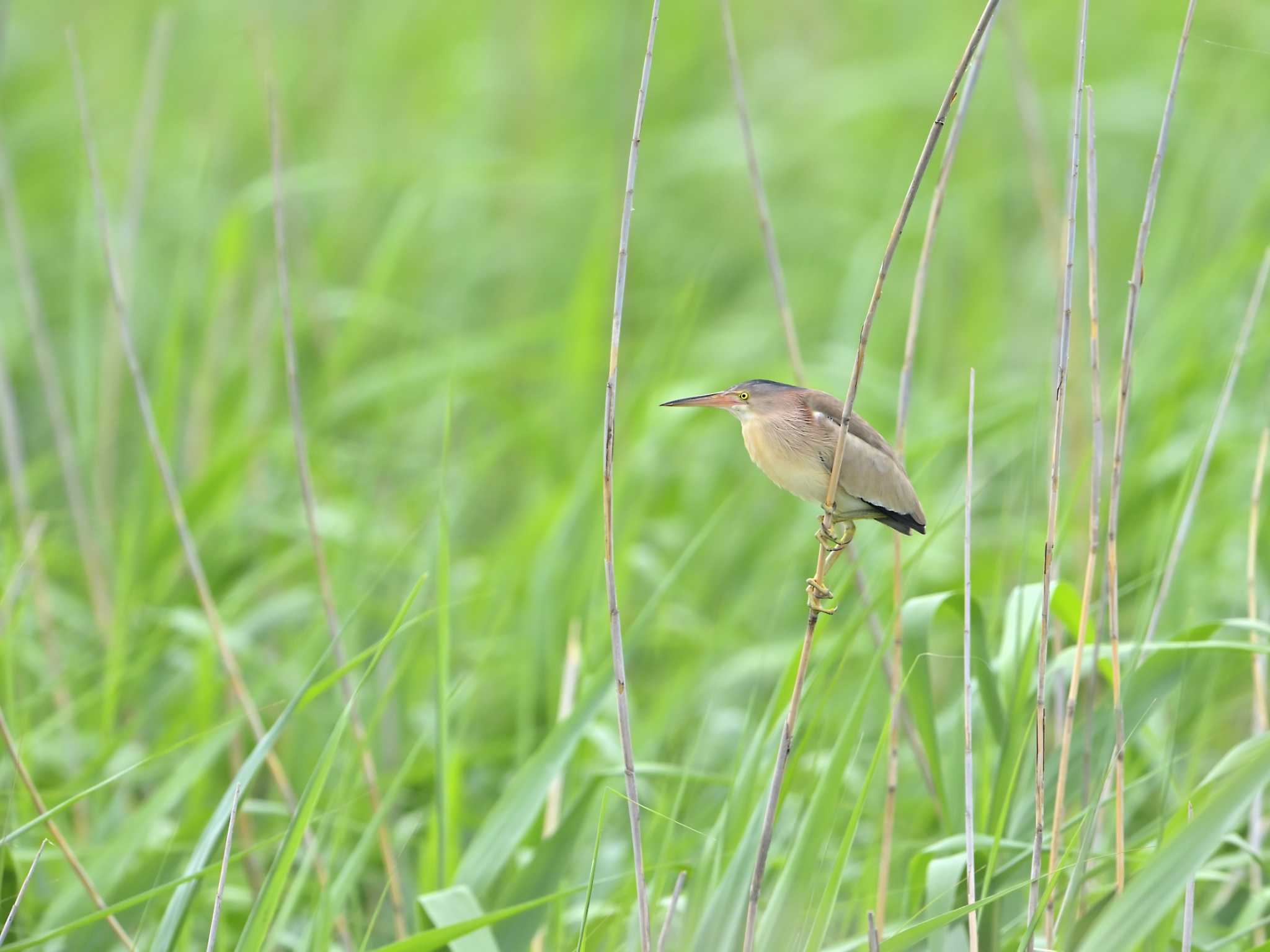 北印旛沼 ヨシゴイの写真 by birds@hide3