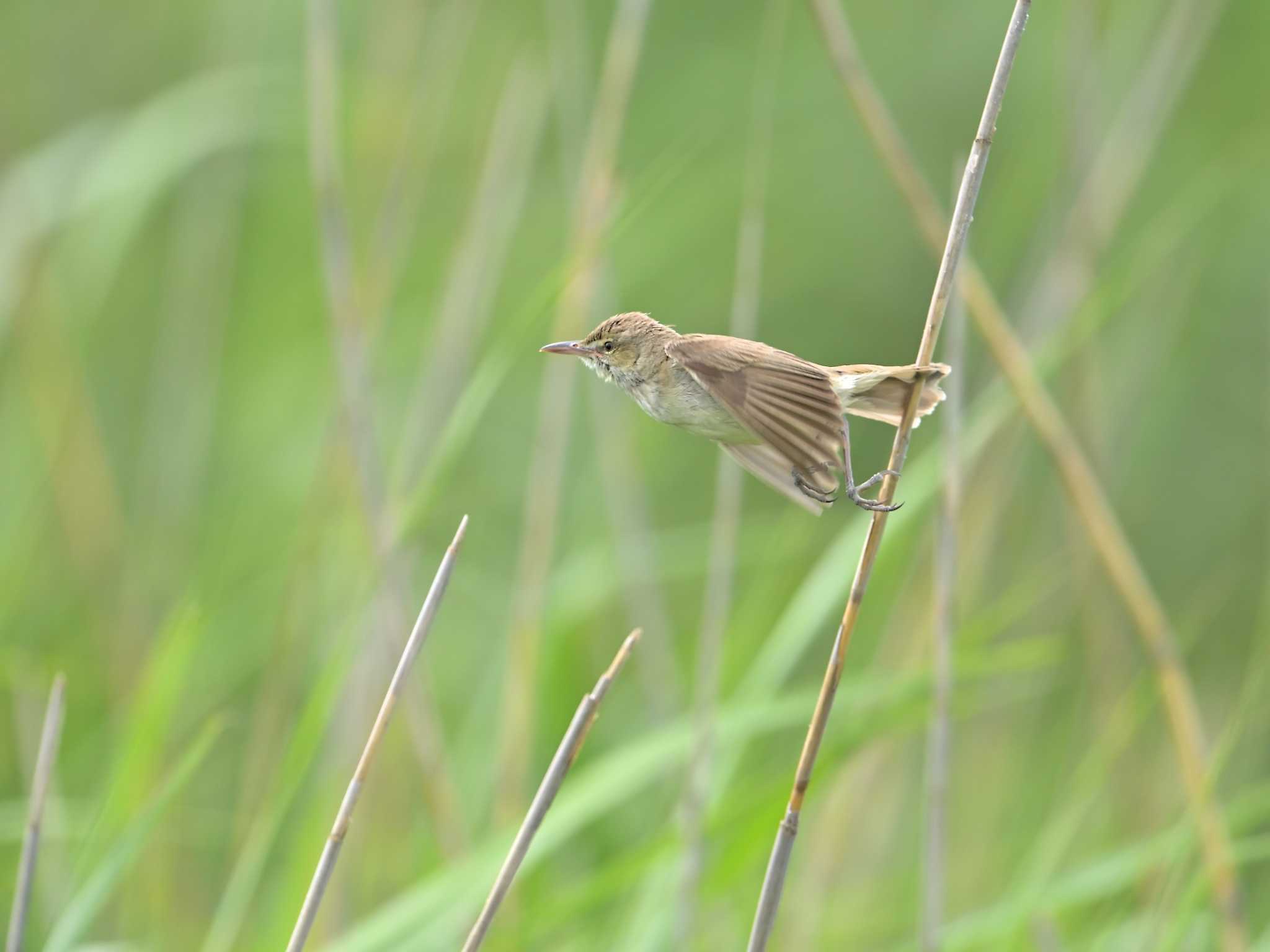 北印旛沼 オオヨシキリの写真 by birds@hide3