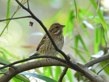 2021年2月6日(土) 明治神宮の野鳥観察記録