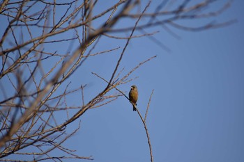 カワラヒワ 守谷野鳥のみち 2021年2月7日(日)