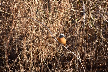 ジョウビタキ 守谷野鳥のみち 2021年2月6日(土)