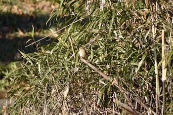 ジョウビタキ 守谷野鳥のみち 2021年1月31日(日)