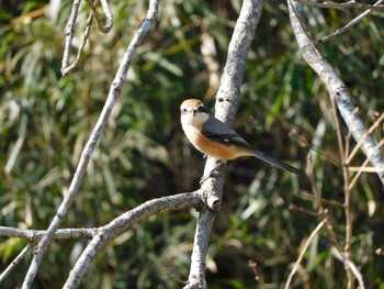 Sun, 2/7/2021 Birding report at 小山田緑地公園