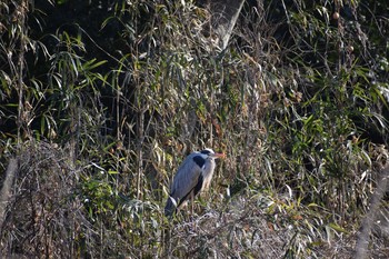 アオサギ 守谷野鳥のみち 2021年2月7日(日)