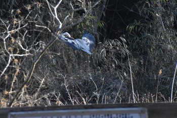 アオサギ 守谷野鳥のみち 2021年2月7日(日)