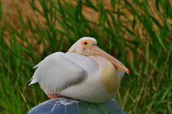 Great White Pelican North Inba Swamp Sun, 8/14/2016