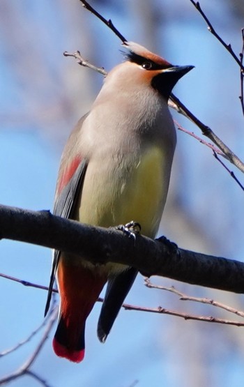 2021年2月7日(日) 東高根森林公園の野鳥観察記録