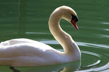 Mute Swan 山梨県南アルプス市 Mon, 12/26/2016