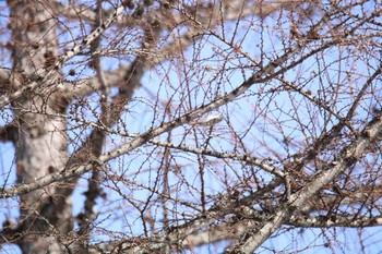 Eurasian Treecreeper 十勝が丘展望台 Mon, 2/8/2021