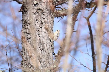 Japanese Pygmy Woodpecker 十勝が丘展望台 Mon, 2/8/2021