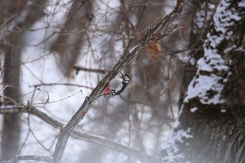 Great Spotted Woodpecker 十勝が丘展望台 Mon, 2/8/2021