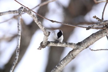 Marsh Tit 十勝が丘展望台 Mon, 2/8/2021