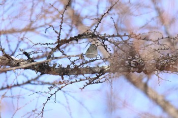 Goldcrest 十勝が丘展望台 Mon, 2/8/2021