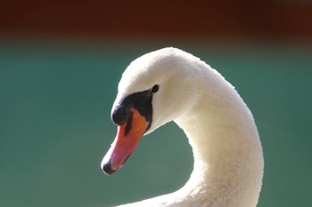 Mute Swan 山梨県南アルプス市 Mon, 12/26/2016