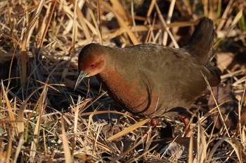 Ruddy-breasted Crake 勅使池(豊明市) Sat, 2/6/2021