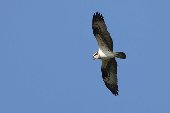 Osprey 勅使池(豊明市) Sat, 2/6/2021