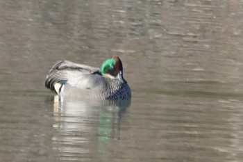 Falcated Duck 勅使池(豊明市) Sat, 2/6/2021