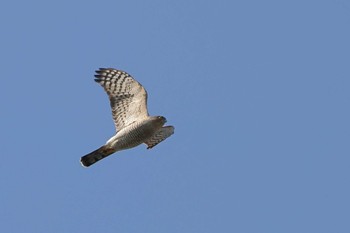 Eurasian Sparrowhawk 勅使池(豊明市) Sat, 2/6/2021