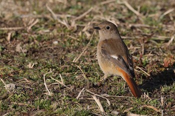 Daurian Redstart 勅使池(豊明市) Sat, 2/6/2021